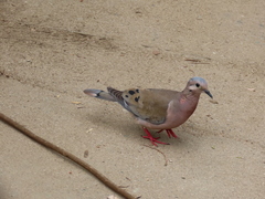 Zenaida auriculata caucae
