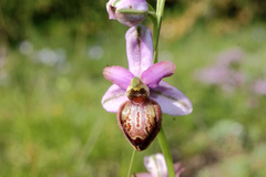 Ophrys sphegodes aveyronensis