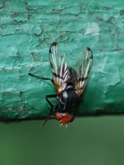 Ceroxys munda