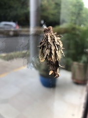 Thyridopteryx ephemeraeformis