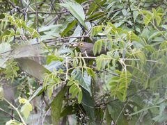 Turdus nudigenis