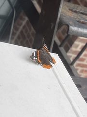 Vanessa atalanta