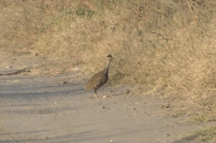 Nothoprocta cinerascens