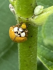 Harmonia axyridis