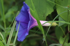 Ipomoea laeta