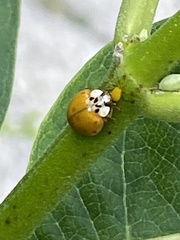 Harmonia axyridis