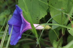 Ipomoea laeta