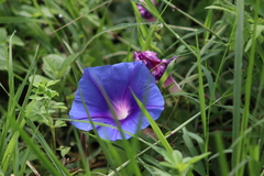 Ipomoea laeta