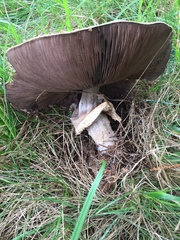 Agaricus nanaugustus