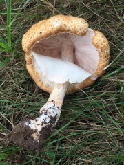 Agaricus nanaugustus