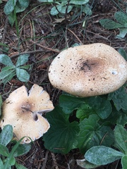 Agaricus nanaugustus