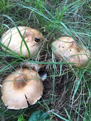 Agaricus nanaugustus