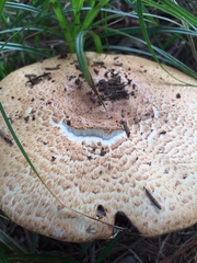 Agaricus nanaugustus