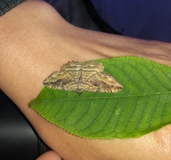 Philereme transversata