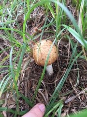 Agaricus nanaugustus