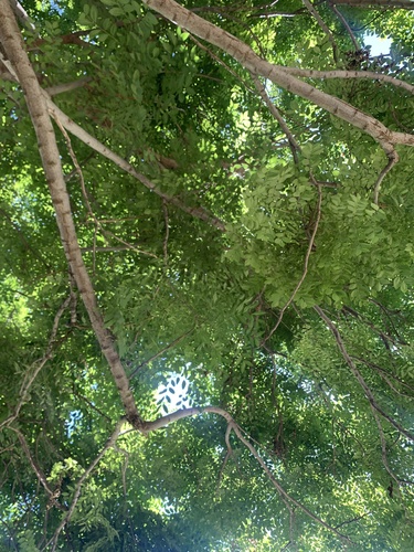 photo of Goldenrain Tree (Koelreuteria paniculata)