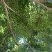 photo of Goldenrain Tree (Koelreuteria paniculata)