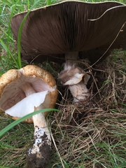 Agaricus nanaugustus