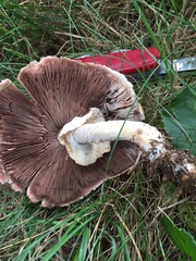 Agaricus nanaugustus