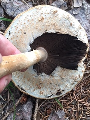 Agaricus nanaugustus
