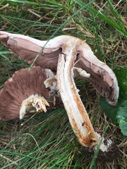 Agaricus nanaugustus
