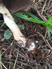 Agaricus nanaugustus