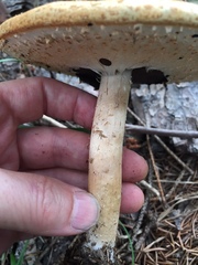 Agaricus nanaugustus