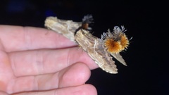 Dudusa sphingiformis