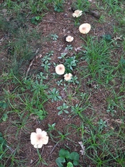 Agaricus nanaugustus