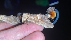 Dudusa sphingiformis