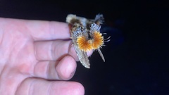 Dudusa sphingiformis