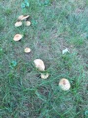Agaricus nanaugustus