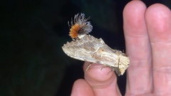 Dudusa sphingiformis