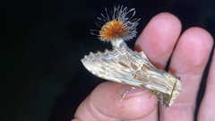 Dudusa sphingiformis