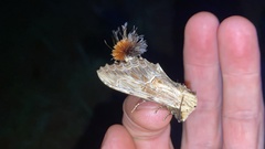 Dudusa sphingiformis