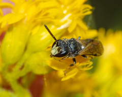 Hylaeus mesillae cressoni
