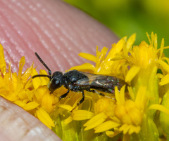 Hylaeus mesillae cressoni
