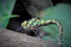 Aeshna cyanea