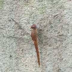 Crocothemis divisa