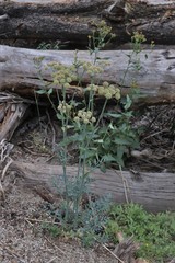 Angelica capitellata