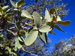 Quercus oblongifolia