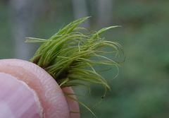 Paraleucobryum longifolium