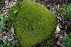 Paraleucobryum longifolium