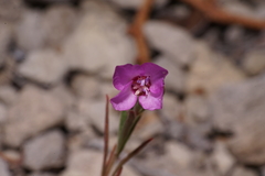 Clarkia lassenensis