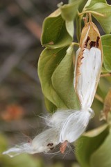 Vincetoxicum hirundinaria adriaticum