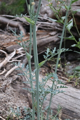 Angelica capitellata