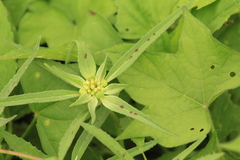 Euphorbia heterophylla