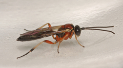 Diplazon pectoratorius