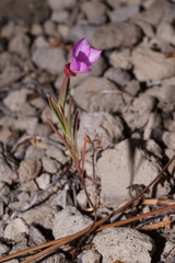 Clarkia lassenensis