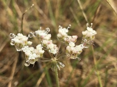 Daucus crinitus